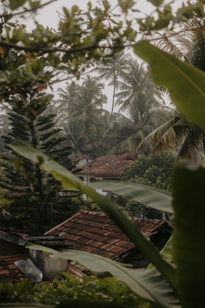 Unter Palmen, Sri Lanka 